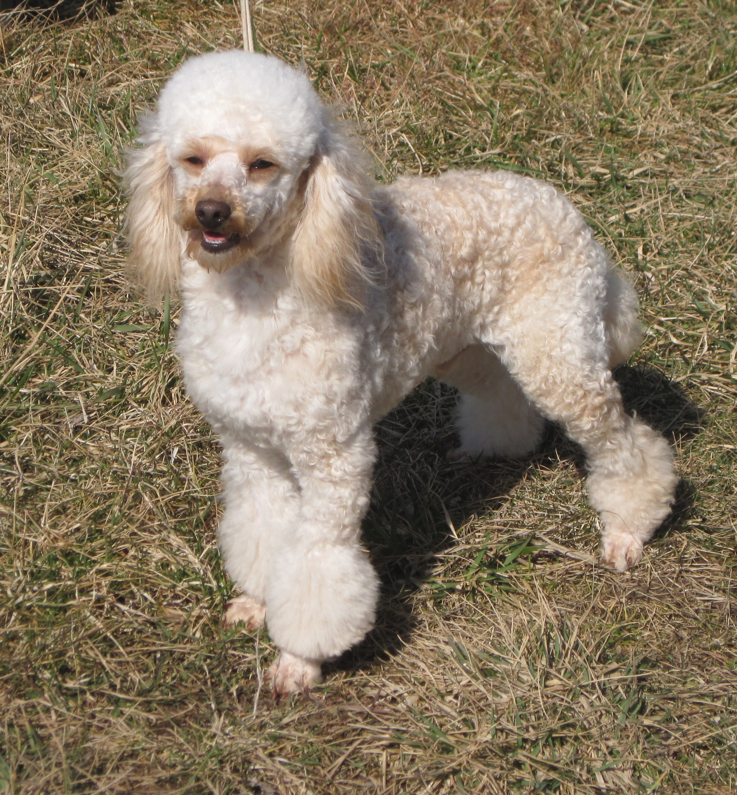 toy poodle adults